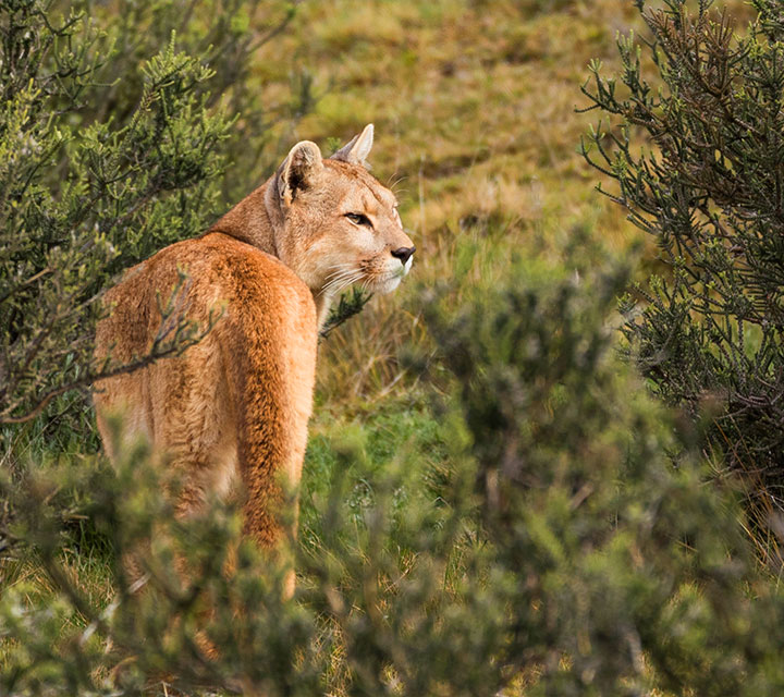 Tracking Patagonian Pumas with Quasar Expeditions