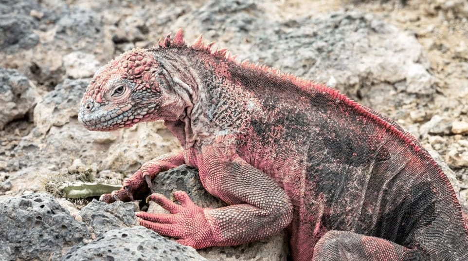 The rare Galapagos Pink Land Iguana