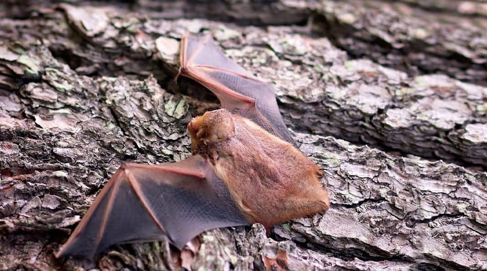 Galapagos Red Bat