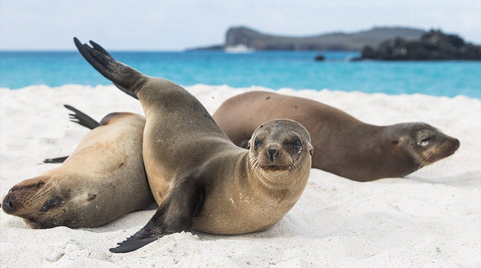 Galapagos Sea Lions Information & Facts with Quasar Expeditions