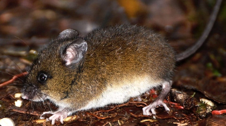 Galapagos Small Fernandina Rice Rat