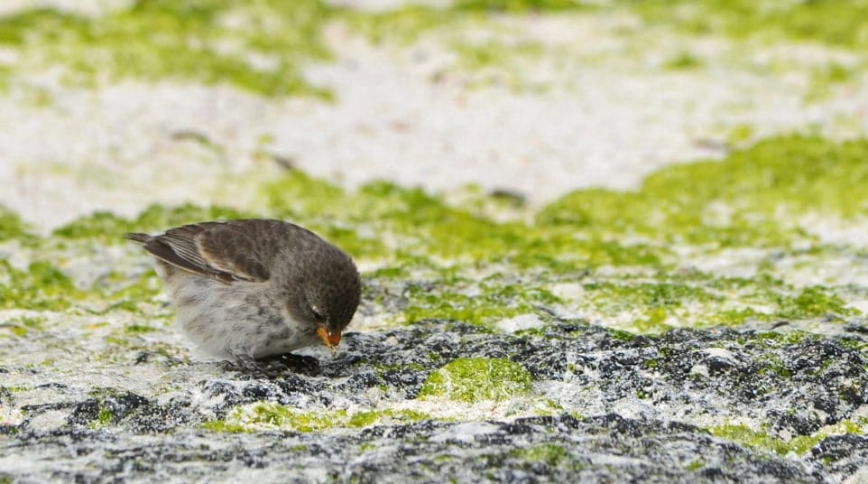 Galapagos Small Tree Finch