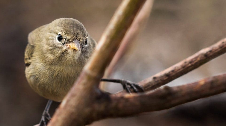 Galapagos Warbler Finch