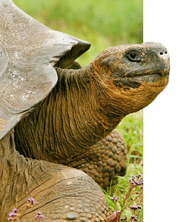 Galapagos tortoise sticking out head