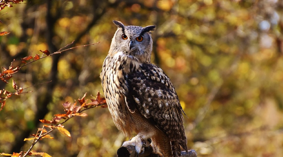 Lesser/Magellanic Horned Owl Patagonia