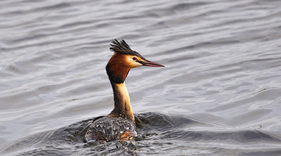 Patagonian Great Crested Grebe