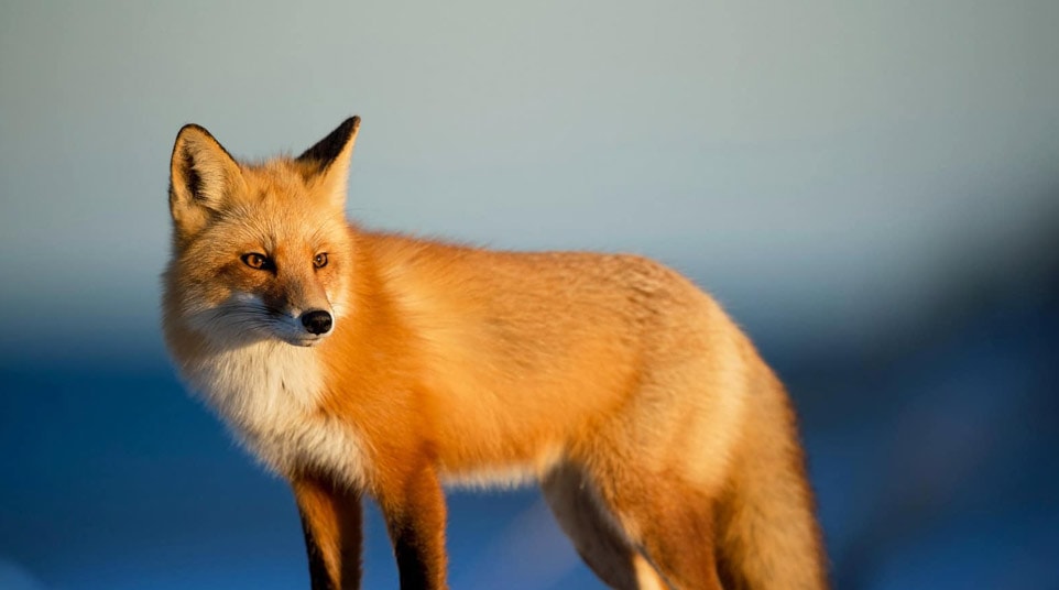 Patagonian Red Fox,