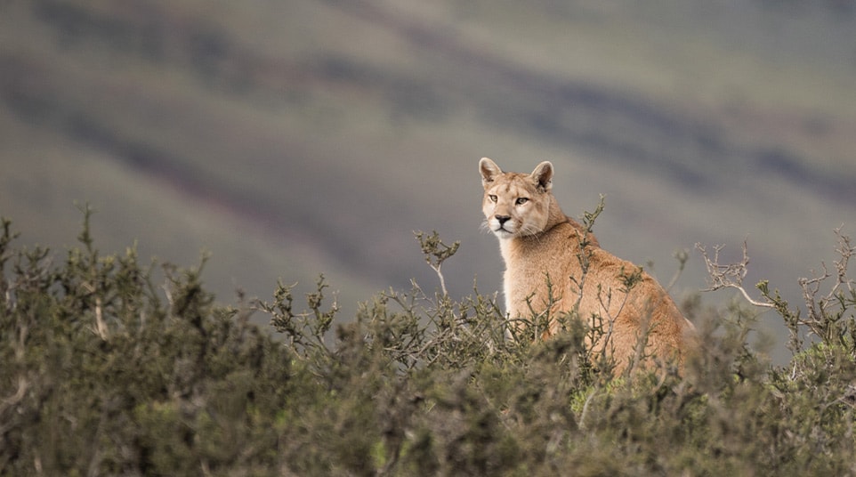 The Elusive Patagonian Puma