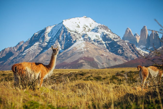 Guanaco grazing the pampas in Patagonia