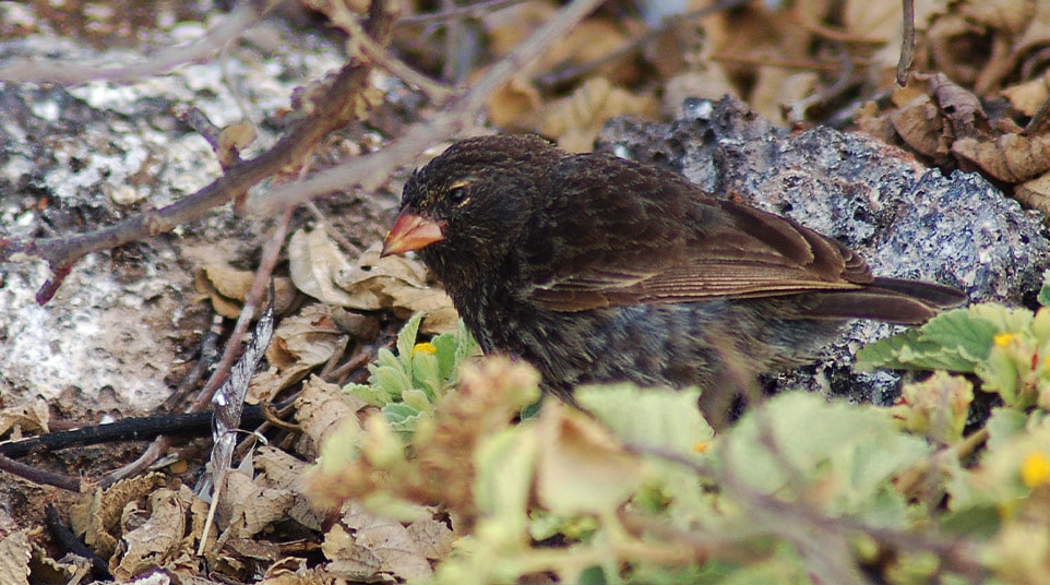 Galapagos Small Ground Finch, © Image by Peter Wilton via Flickr