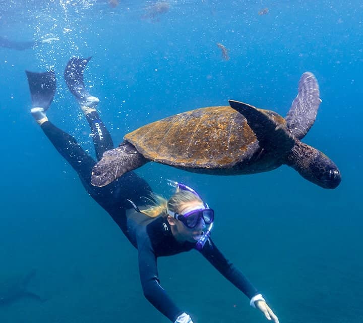 snorkeling with green sea turtle