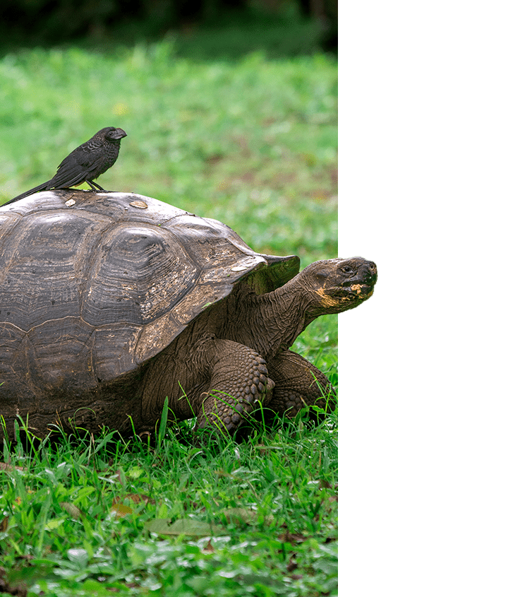galapagos tortoise with a darwin finch