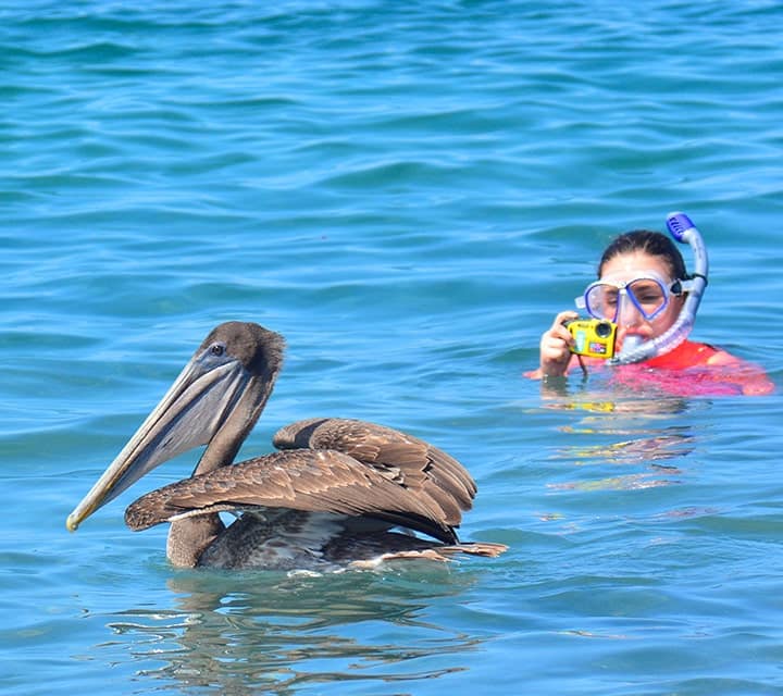 galapagos snorkeling with brown pelican