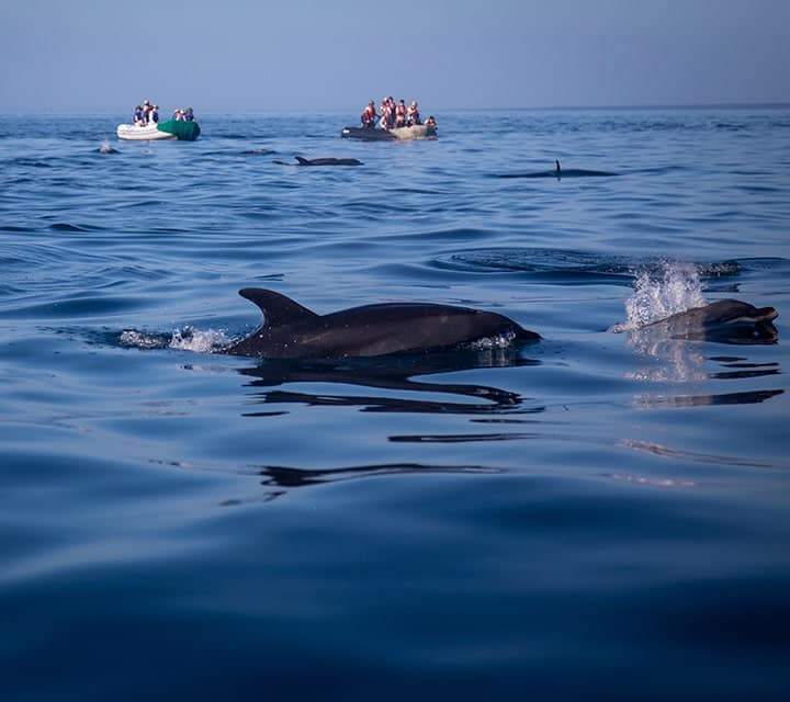 Dolphin watching in the Galapagos Islands