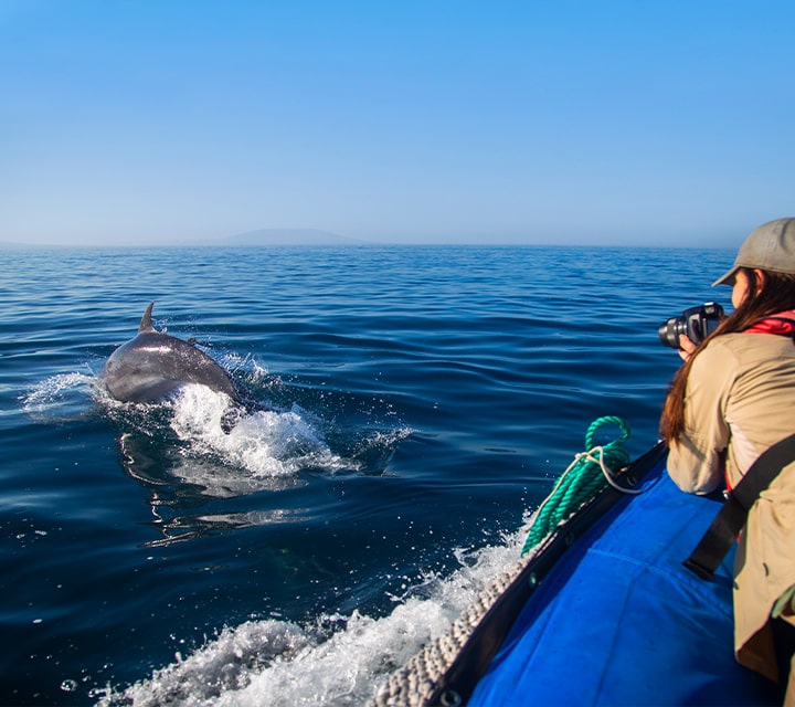 Photographing Dolphins in the Galapagos