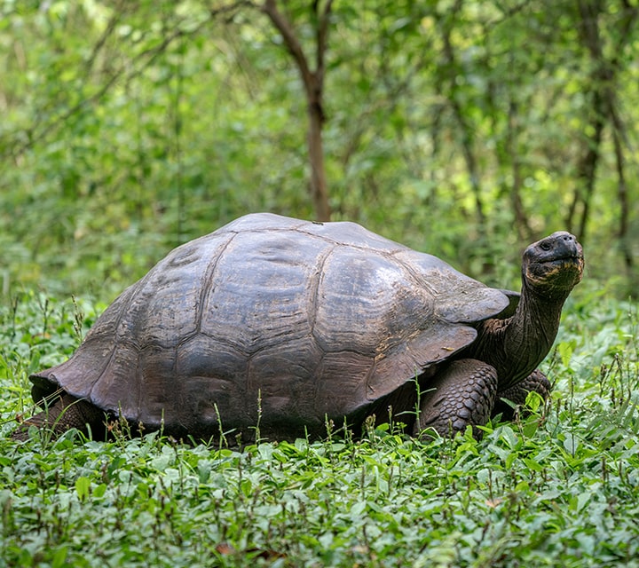 Galapagos Giant Tortoise in natural habitat