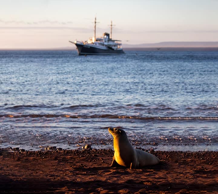 Galapagos Sea Lion with Evolution Yacht