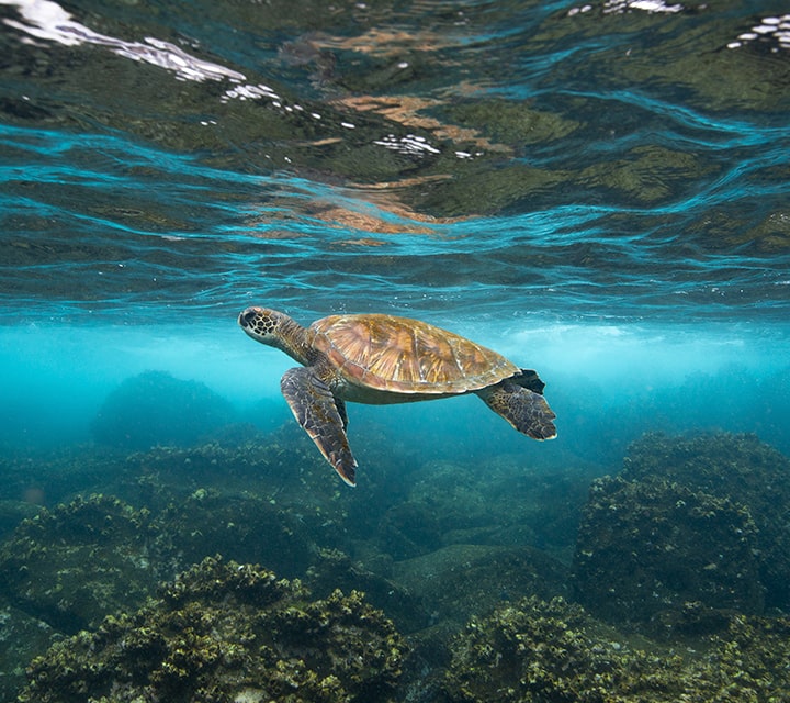 Galapagos underwater photography with sea turtle