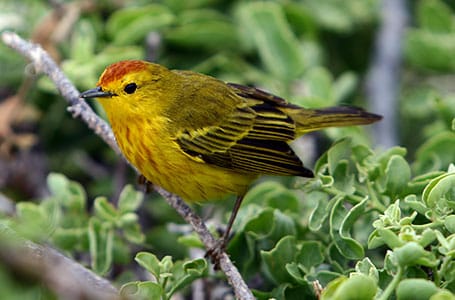 Galapagos Smaller Land Birds