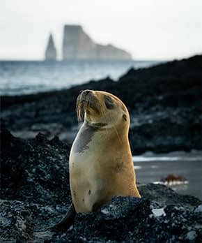 Sea lion posing with Kicker Rock in the distance in the Galapagos