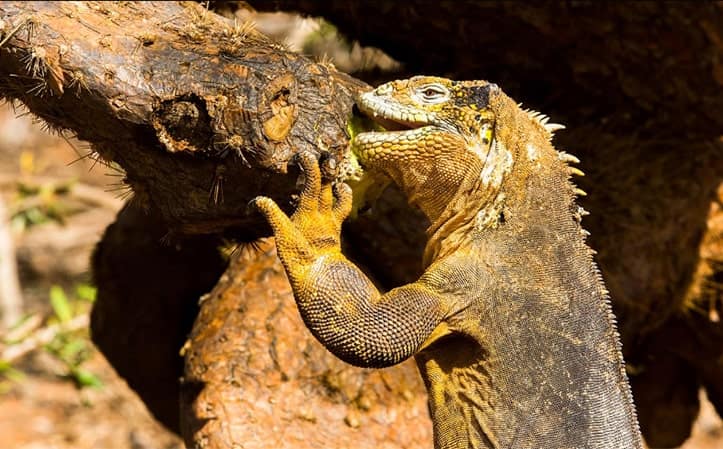 Land iguana eating plants in Galapagos