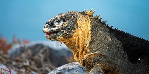 Galapagos in March
