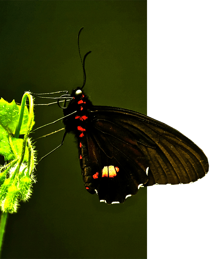 Butterfly in Quito, Ecuador