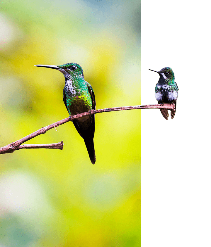 Hummingbirds in Ecuador